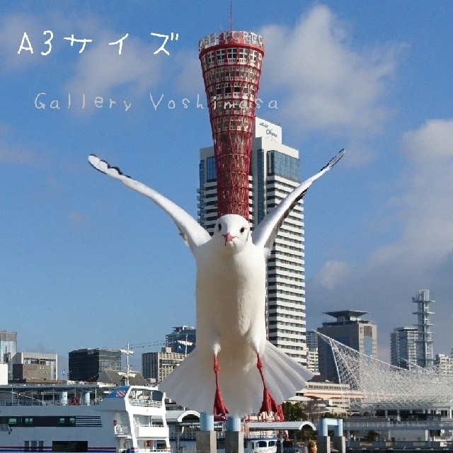 みなと神戸に咲く華 「ユリカモメ」 A3 サイズ光沢写真縦 写真のみ 送料無料