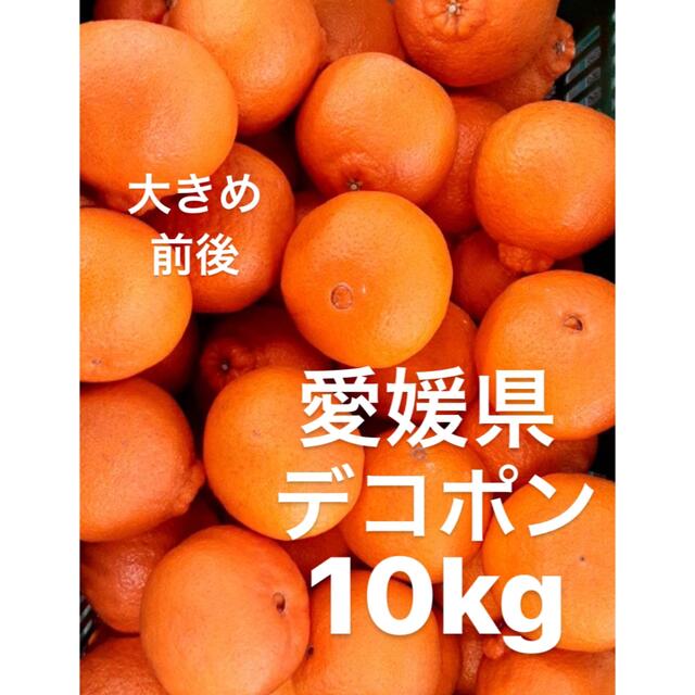 愛媛県産　デコポン　柑橘　　10kg