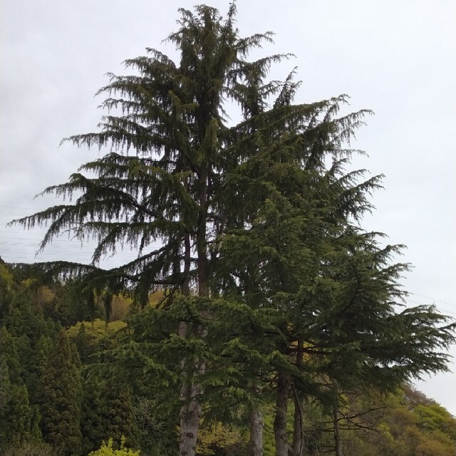 シンボルツリー、ヒマラヤ杉のタネ ハンドメイドのフラワー/ガーデン(その他)の商品写真