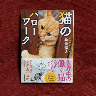 猫のハローワーク(その他)