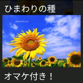 おまけ付き！ひまわりの種とおまけでマリーゴールド、しそ、キンセンカの種付けます！(その他)