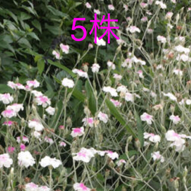 抜き苗　リクニスコロナリア　フランネル草　5株 ハンドメイドのフラワー/ガーデン(その他)の商品写真