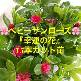 多肉植物　ベビーサンローズ『幸運の花』１５本カット苗　初心者向け(その他)