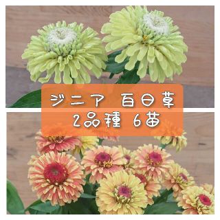 花苗【ジニア 百日草 2品種 6苗】(その他)