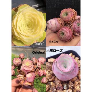 多肉植物 グリーノビア 4苗セット　カット苗　セット販売 (その他)