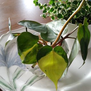 オキシカルジウム ブラジル 苗 観葉植物(その他)