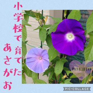 小学校で育てたあさがお　種　30粒(その他)