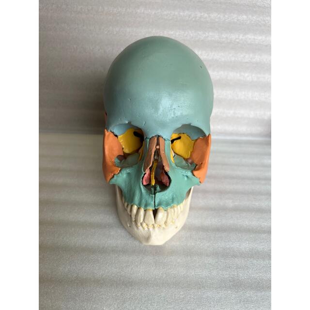 頭蓋骨 模型