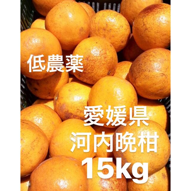 愛媛県産　低農薬　宇和ゴールド　河内晩柑　柑橘　15kg 食品/飲料/酒の食品(フルーツ)の商品写真