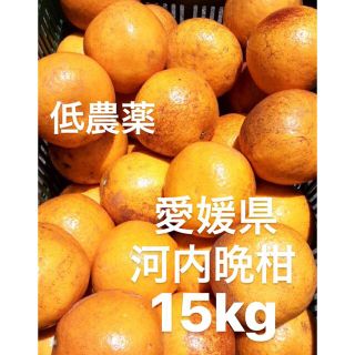 愛媛県産　低農薬　宇和ゴールド　河内晩柑　柑橘　15kg(フルーツ)