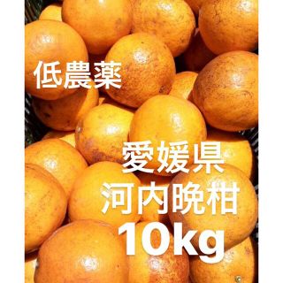 愛媛県産　低農薬　宇和ゴールド　河内晩柑　柑橘　10kg(フルーツ)