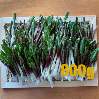 行者ニンニク　800g(野菜)