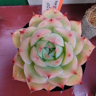 Lierさん苗 多肉植物 エケベリア属 シルエット ピンク色に紅葉します！(プランター)