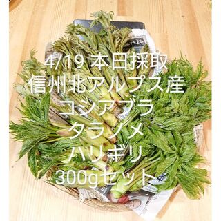 4/19 本日採取　北アルプス産　コシアブラ　タラノメ　ハリギリ　300gセット(野菜)