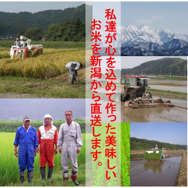 減農薬特別栽培米コシヒカリ玄米30kg　白雪美人　令和3年　新潟県三条市しただ産　食品