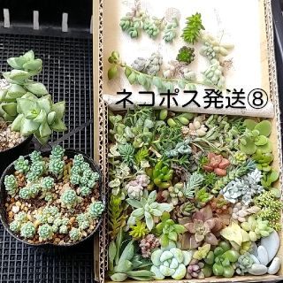 多肉植物カット苗ネコポス⑧(その他)