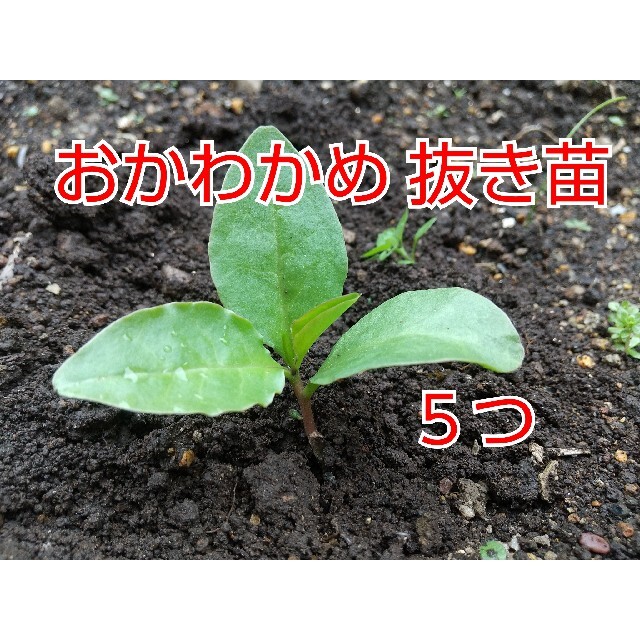 【今が植え時】おかわかめ 抜き苗 ５つ 食品/飲料/酒の食品(野菜)の商品写真