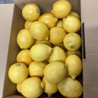 無農薬レモン(フルーツ)
