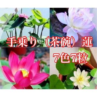 茶碗蓮の種7色7粒(その他)