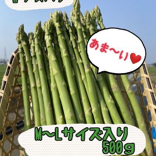 グリーンアスパラガス　500㌘(野菜)