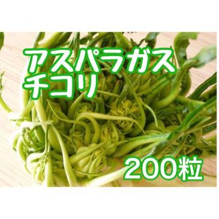 アスパラガスチコリの種200粒(その他)