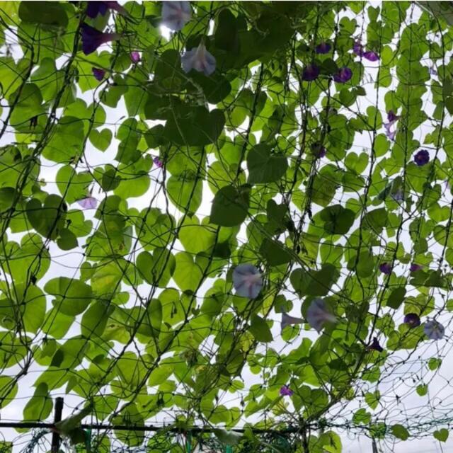 ヘーゼルウッドブルー　朝顔の種子 ハンドメイドのフラワー/ガーデン(ドライフラワー)の商品写真