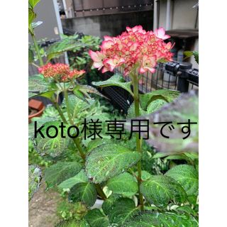 【koto様専用】紫陽花未来の挿し穂3本とレッド系の挿し穂3本(ドライフラワー)