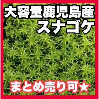 天然スナゴケ 盆栽 苔庭　テラリウム パルダリウム　アクアリウム(プランター)