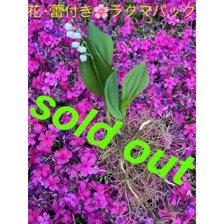 🌸sold out🌸《北海道すずらん　花・蕾付き抜き苗2株》　⭐︎ラクマパック(その他)