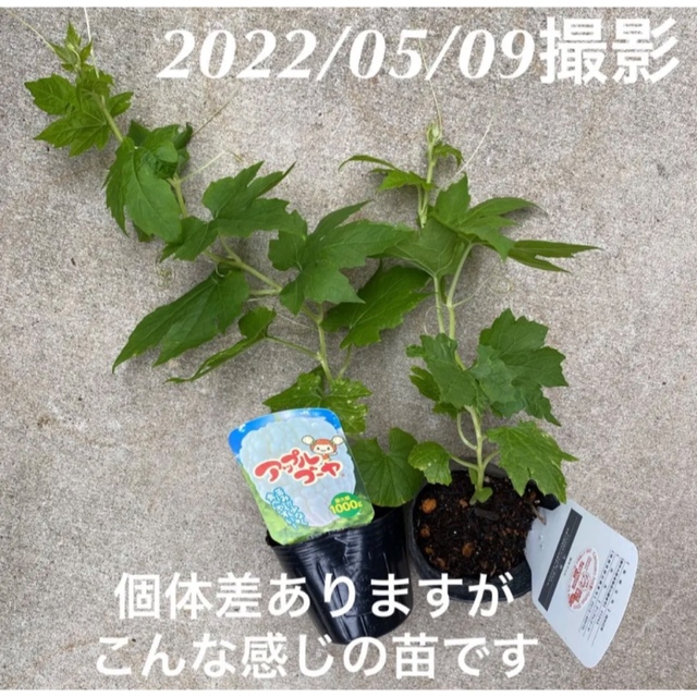 22420-63【苗白3】上里岡村農園寅さんのアップルゴーヤ白秀の苗3株 食品/飲料/酒の食品(野菜)の商品写真