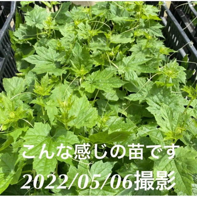 22420-63【苗白3】上里岡村農園寅さんのアップルゴーヤ白秀の苗3株 食品/飲料/酒の食品(野菜)の商品写真