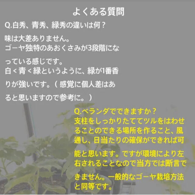 22420-63【苗白3】上里岡村農園寅さんのアップルゴーヤ白秀の苗3株 食品/飲料/酒の食品(野菜)の商品写真