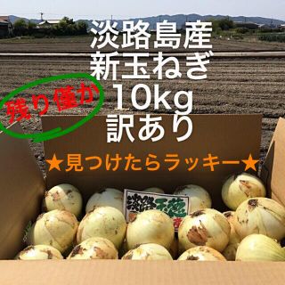 ★見つけたらラッキー★ 淡路島産　新玉ねぎ　訳あり　10kg(野菜)