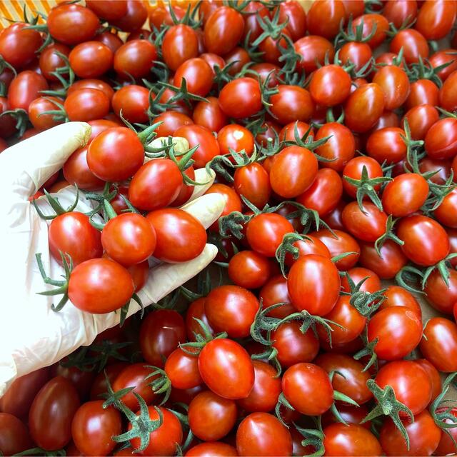 農園直送　プリッとコクうま　新鮮　ミニトマト　ソラリーノ　2kg 食品/飲料/酒の食品(野菜)の商品写真