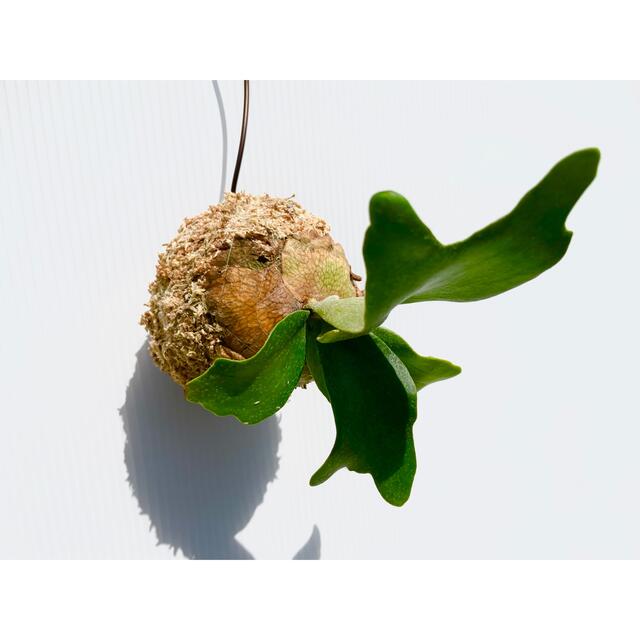 ビカクシダ　コウモリラン　苔玉 ハンドメイドのフラワー/ガーデン(その他)の商品写真