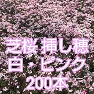 芝桜 挿し穂 白・ピンク200本(その他)