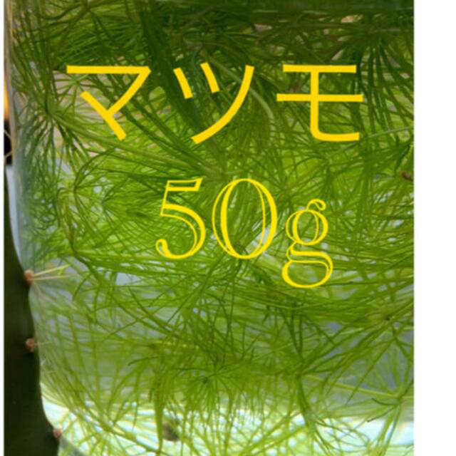 マツモ　50g  安い！！ その他のペット用品(アクアリウム)の商品写真