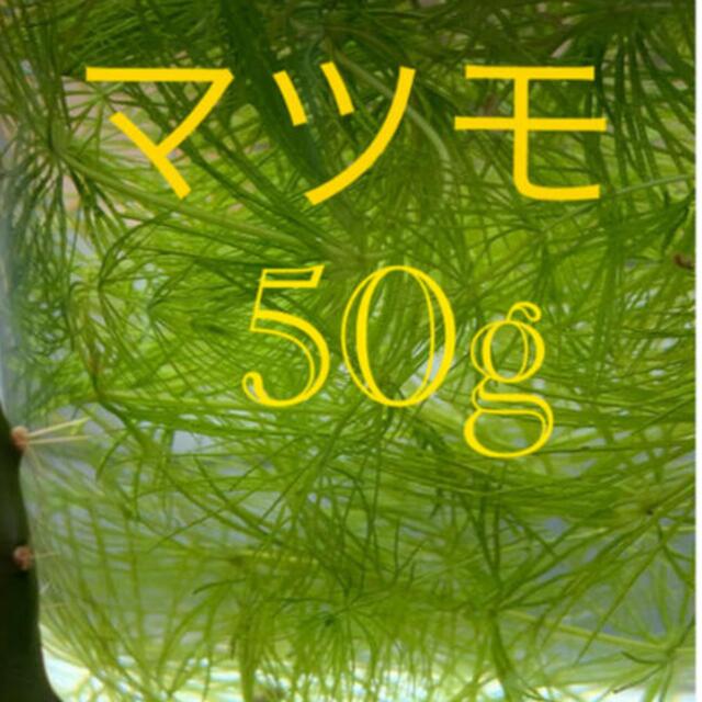 マツモ　50g その他のペット用品(アクアリウム)の商品写真