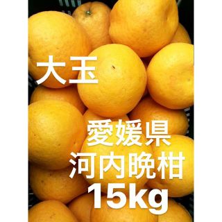 愛媛県産　河内晩柑　宇和ゴールド　柑橘　15kg(フルーツ)