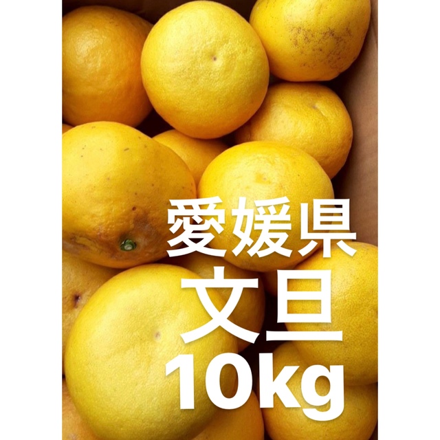 愛媛県産　文旦　柑橘　　10kg