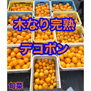デコポン 木なり完熟 ハネダシ サイズ混合  約5kg(フルーツ)