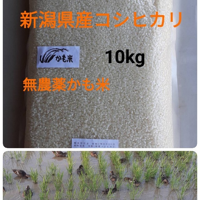 無農薬新潟県産コシヒカリ10k　米/穀物
