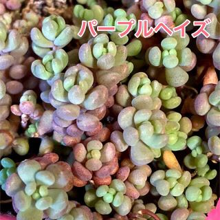 多肉植物 セダム パープルヘイズ カット苗(その他)