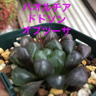 多肉植物　ハオルチア　ドドソンオブツーサ　抜き苗(その他)
