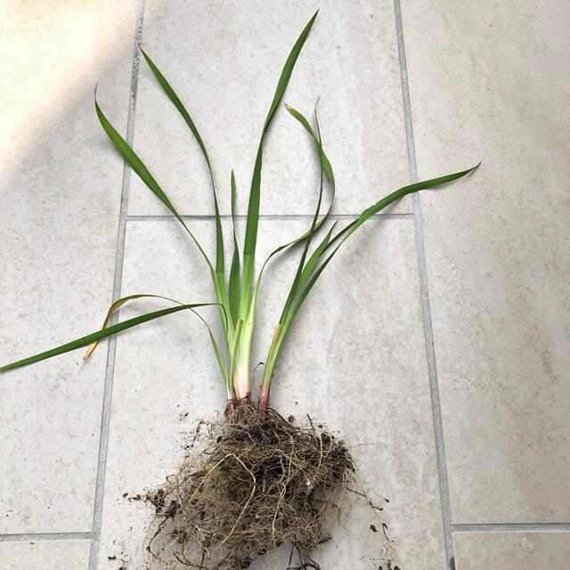 植え時！アヤメ　あやめ　菖蒲　花苗　宿根草　多年草　ガーデニング　和風庭園　花 ハンドメイドのフラワー/ガーデン(その他)の商品写真