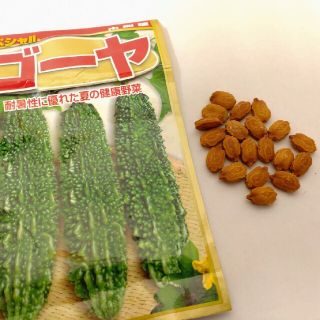 自家栽培　ゴーヤ種　20粒(野菜)