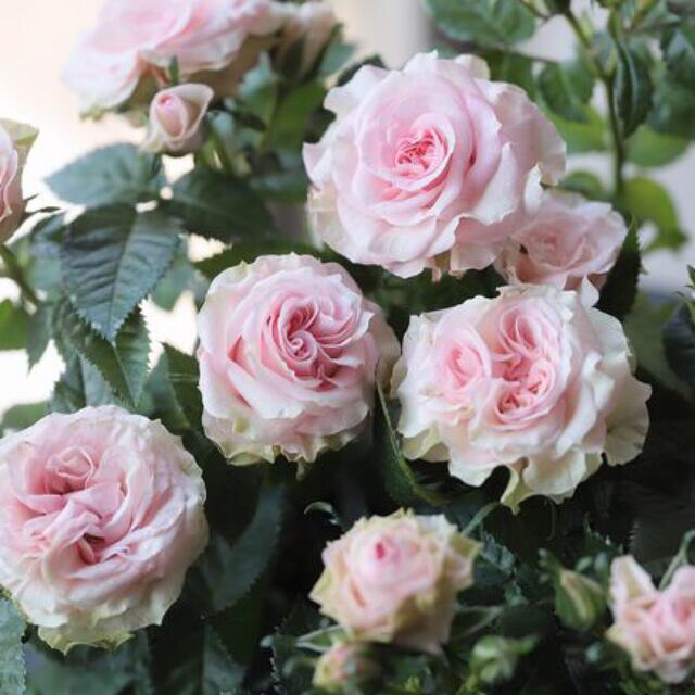 高級ミニバラ　ポエトリー　四季咲きミニ薔薇　花苗　バラ苗 ハンドメイドのフラワー/ガーデン(その他)の商品写真