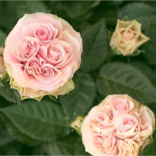 高級ミニバラ　ポエトリー　四季咲きミニ薔薇　花苗　バラ苗(その他)