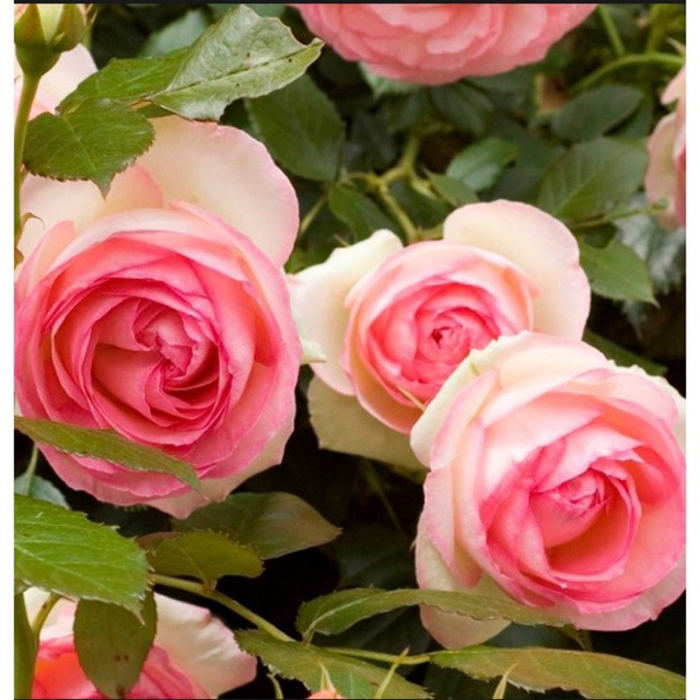 ピエールドゥロンサール挿木苗　薔薇苗　ピンク　挿木 ハンドメイドのフラワー/ガーデン(プランター)の商品写真