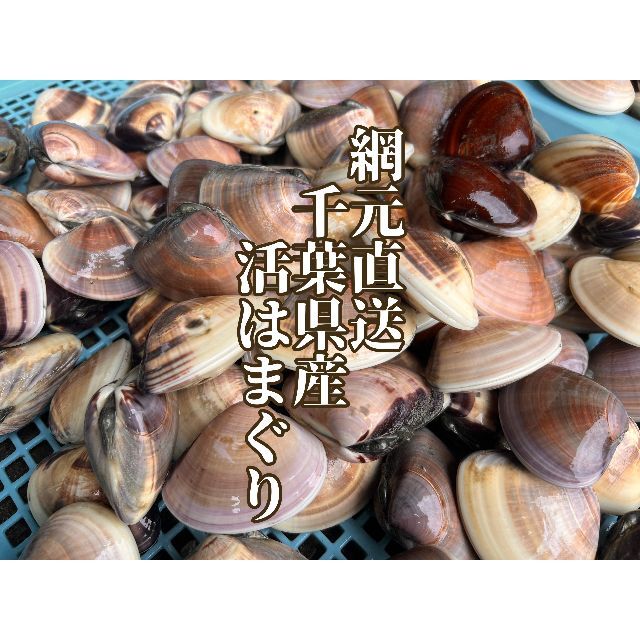 【本州限定】網元漁師直送【天然活はまぐり】1K 中サイズ【千葉県産】 食品/飲料/酒の食品(魚介)の商品写真